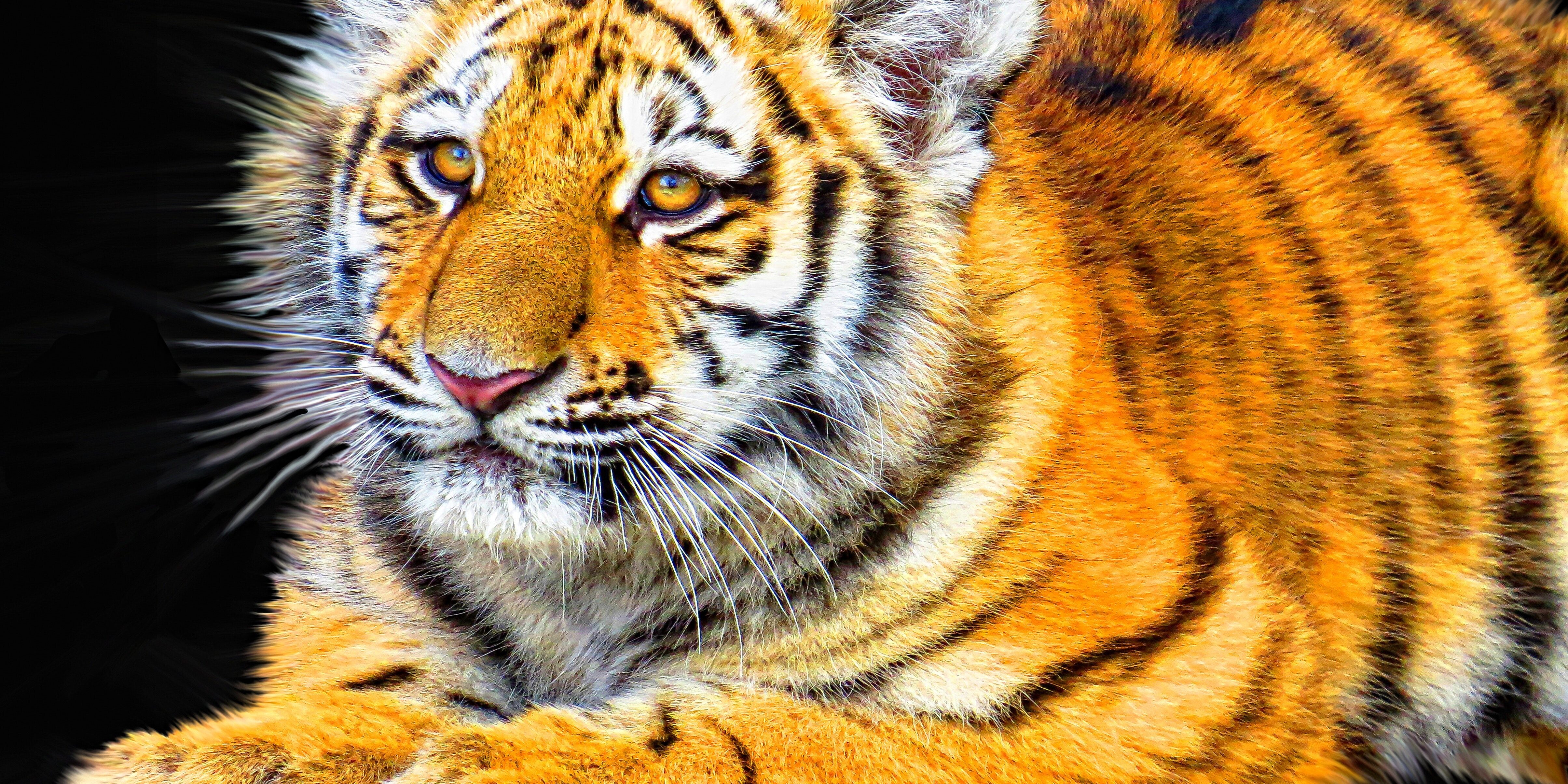 animal-beast-creature-33054